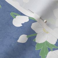 White Snowdrop Anemone on Dusty Blue Texture