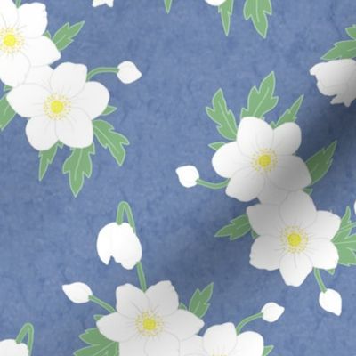 White Snowdrop Anemone on Dusty Blue Texture