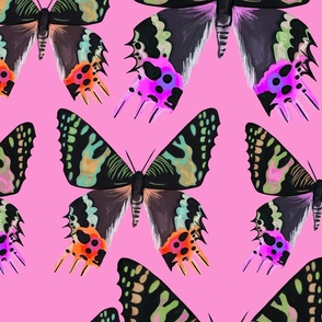 Multi colour sunset moth on pink background 