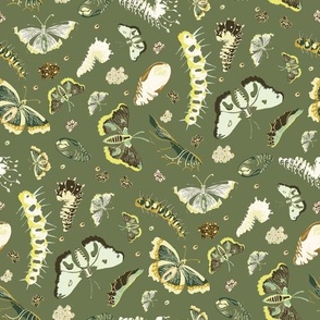 Moth Life Cycle  - Olive Green