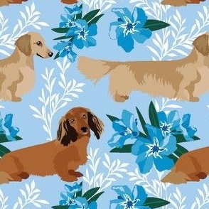 medium print // Long Hair Dachshund Dogs Blue Flowers and leaves