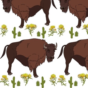bison not buffalo