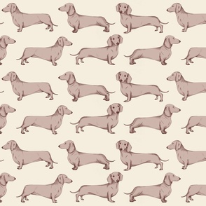 Mink dachshunds