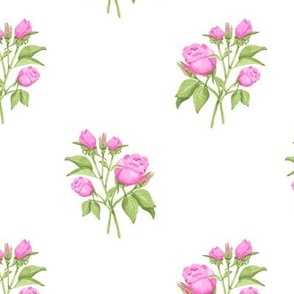 Pink Watercolor Roses on White 