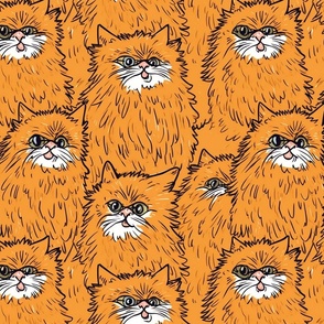 neo expression orange cat 