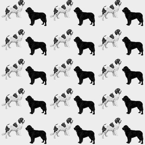 Newfoundland dogs Black, white, Landseer