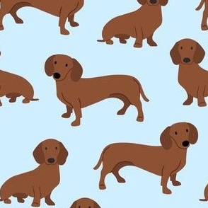 short hair dachshund dog A color 39