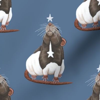 Star Gazing Rat