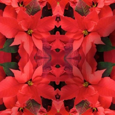 Red Poinsettias_2518