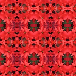 Red Poinsettias_2518