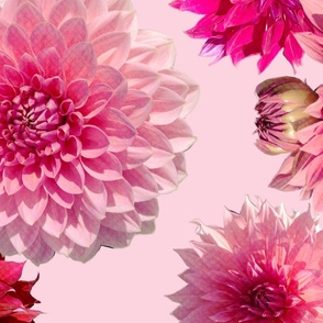 Dizzy Dancing Dahlias in pretty pink.