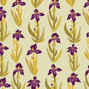 Burgundy purple Iris flowers