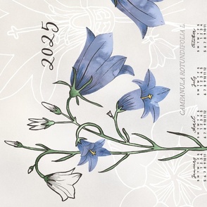 2024 Calendar, Sunday / Botanical Illustration Campanula Rotundifolia