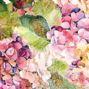 French hydrangeas