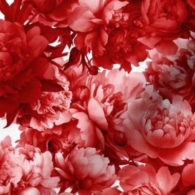 Red Hued Peonies-med