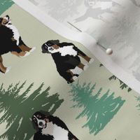 Bernese Mountain Dogs with Evergreen trees Winter snow Christmas trees