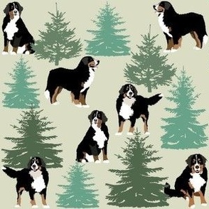 Bernese Mountain Dogs with Evergreen trees Winter snow Christmas trees