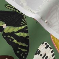 Moths Wallpaper Moths and butterflies design by Andrea Lauren