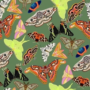 XLARGE Moths wallpaper fabric - emperor moth_ luna moth_ tiger moth_ sunset moth 10in