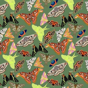 XX LARGE Moths wallpaper fabric - emperor moth_ luna moth_ tiger moth_ sunset moth 12in