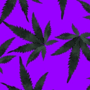Cannabis-purple haze