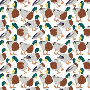 Mallard Duck Pattern