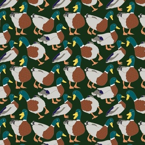 Mallard Duck Pattern