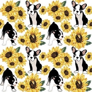 medium print // Boston Terrier Puppies  yellow sunflowers white background