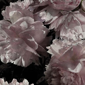 pale pink peonys on black 24x48in