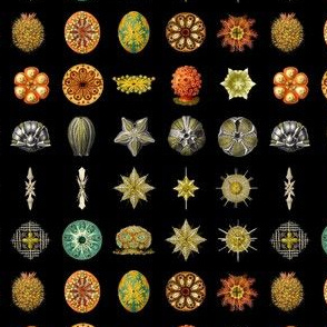 Haeckel Microscopic Life