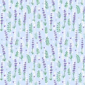 Provence lavender - blue