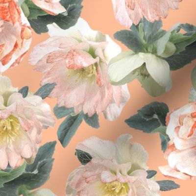 Hellebore Flowers in Orange and Peach Tones on Peach Fuzz