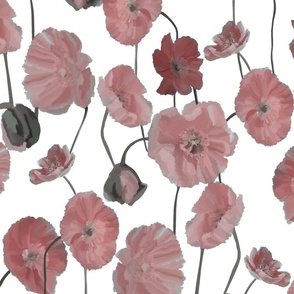 Pink poppies 