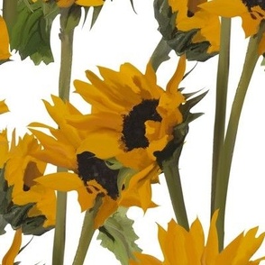 Sunflowers on white backgraund