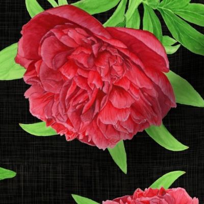 Elegant Watercolour Red Peony on Black - Medium