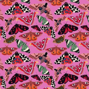 Butterflies - Multi coloured butterfly & Moth design - bright insects 