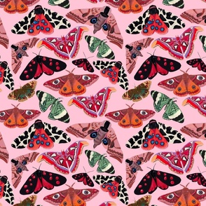 Butterflies - Multi coloured butterfly & Moth design - bright insects 