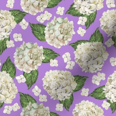 White Hydrangeas Purple Medium 8