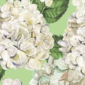 White Hydrangeas Packed Green Extra Large 24