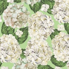 White Hydrangeas Packed Green Large 12