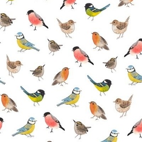 british song birds 