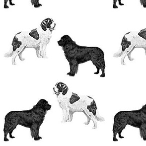 Newfoundland dogs  black and white Landseer
