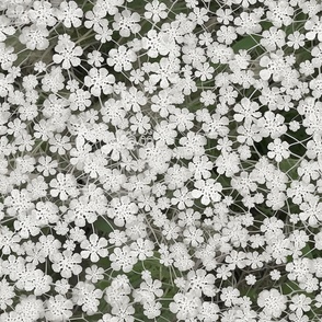 tiny white flowers T139 L