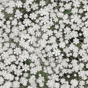 tiny white  flowers T139 S