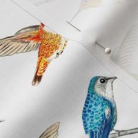 Hand Drawn Hummingbirds in flight, Costas, Allen’s and Bee Birds