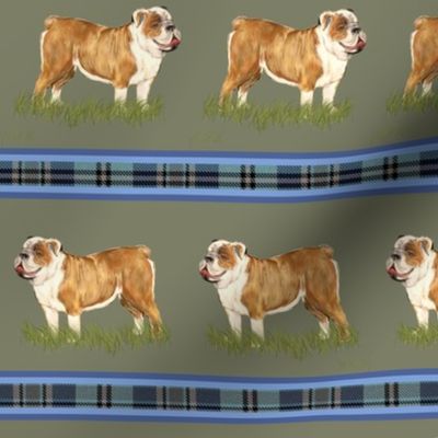 Custom English Bulldog with Blue Plaid Stripe