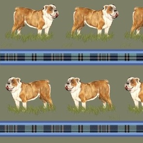 Custom English Bulldog with Blue Plaid Stripe