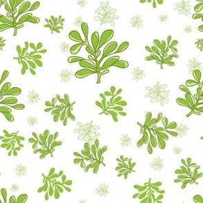 Green succulents on white background