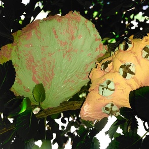 Monstrous fungi in my tree