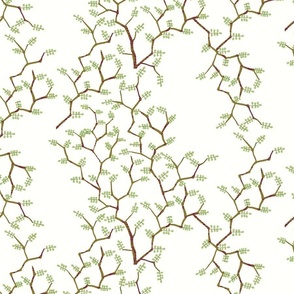 Bonsai Tree - Sophora [white] medium